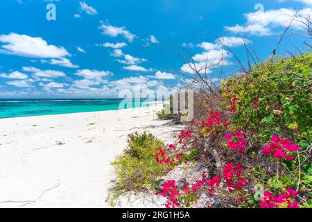 Bougainvillea, Two Foot Bay, Barbuda, Caribbean Stock Photo