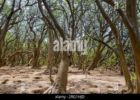 Pisonia trees on Lady Musgrave Island, Great Barrier Reef , Queensland, Australia. Stock Photo