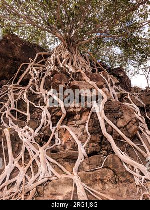 Trees with long exposed roots in soft light on the steep slopes of ...
