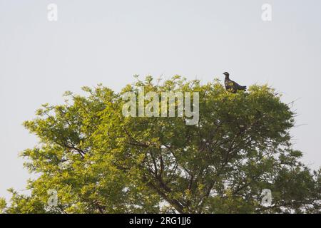Black Francolin - Halsbandfrankolin - Francolinus francolinus ssp. francolinus, Turkey, adult male Stock Photo