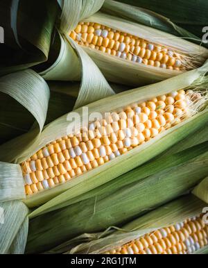 Close up of freshly harvested corn on the cob in the husk. Stock Photo