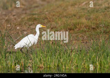 Intermediate Egret - Mittelreiher - Ardea intermedia, Oman, adult Stock Photo