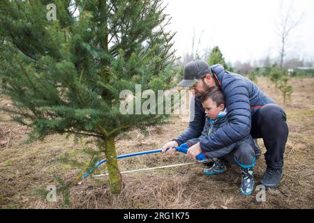 Father and son use saw to cut Christmas Tree at a tree farm Stock Photo