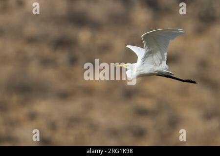 Intermediate Egret - Mittelreiher - Ardea intermedia, Oman, adult Stock Photo