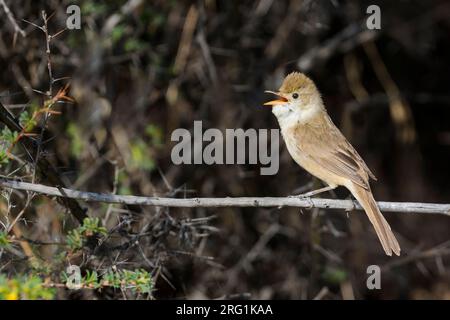 Thick-billed Warbler - Dickschnabel-Rohrsänger - Arundinax aedon ssp. aedon, Russia, adult Stock Photo