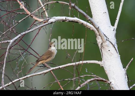 Thick-billed Warbler - Dickschnabel-Rohrsänger - Arundinax aedon ssp. aedon, Russia, adult Stock Photo