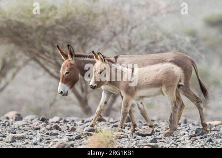 Donkey - Esel - Equus asinus, Oman Stock Photo