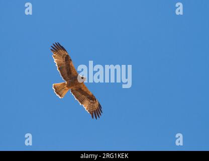 Booted Eagle - Zwergadler - Hieraaetus pennatus, Morocco, adult, dark morph Stock Photo