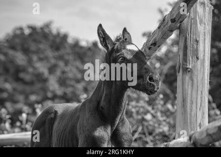 Portrait of foal stands in paddock. Stock Photo