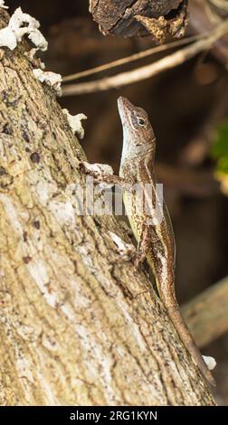 Anolis sagrei or brown anolis or chipojo lizard Stock Photo