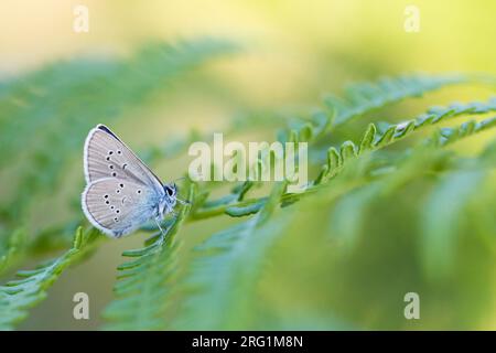 Cyaniris semiargus - Mazarine Blue - Rotklee-Blaeuling, Germany (Baden-Württemberg), imago Stock Photo