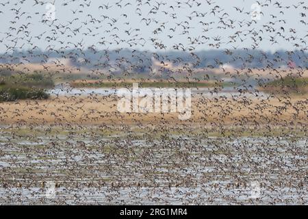 Flock of waders in the Wadden Sea, Germany Stock Photo
