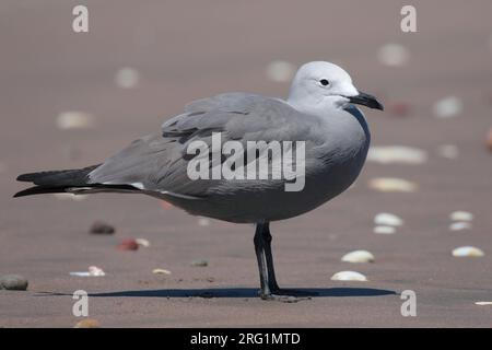 Grey Gull (Larus modestus), side view, single bird on beach, Coquimbo, Chile, South America Stock Photo