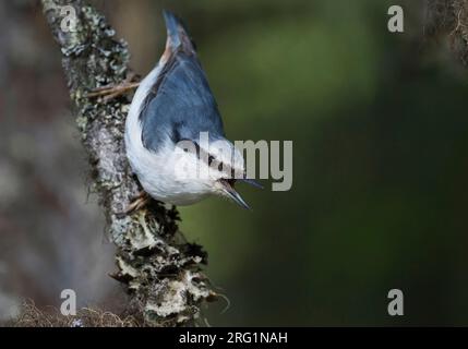 Asian Nuthatch (Sitta europaea asiatica), Russia (Ural), adult perched in a tree. Calling loudly. Stock Photo