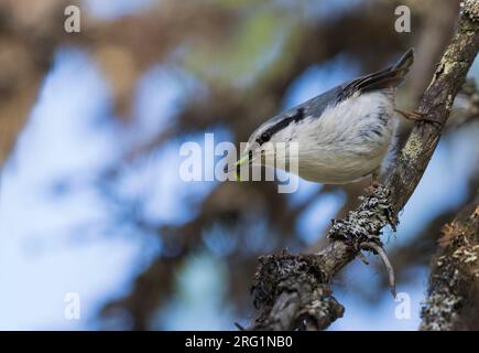 Asian Nuthatch (Sitta europaea asiatica), Russia (Ural), adult perched in a tree. Carrying green caterpillar in it’s bill. Stock Photo