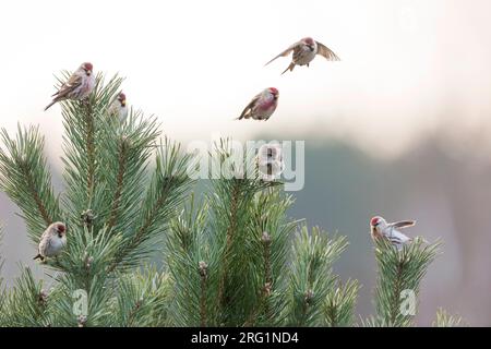 Small flock of Mealy Redpolls (Carduelis flammea flammea) perched in top of a pine tree in Germany. Two birds flying away. Stock Photo