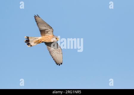 Lesser Kestrel (Falco naumanni) Spain, adult male in flight Stock Photo