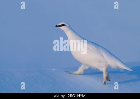 Adult male Rock Ptarmigan (Lagopus muta helvetica in winter plumage in Germany. Walking on frozen snow in the later afternoon. Stock Photo