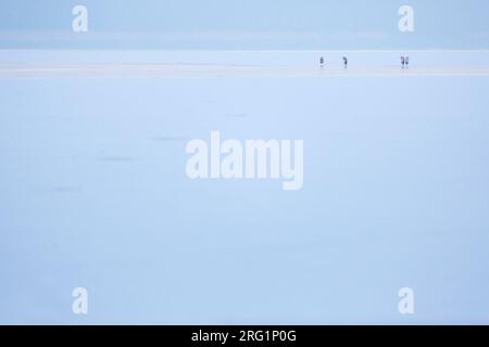 Grey Heron (Ardea cinerea) perched on ice Stock Photo