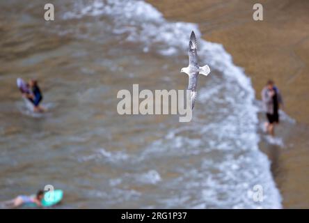 Adult Northern Fulmar (Fulmarus glacialis audubonii) in flight along the coast of Great Britain. Beach going people in the background. Stock Photo