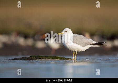 Adult Common Gull (Larus canus canus) resting on a high water staging area in the German Wadden Sea. Stock Photo