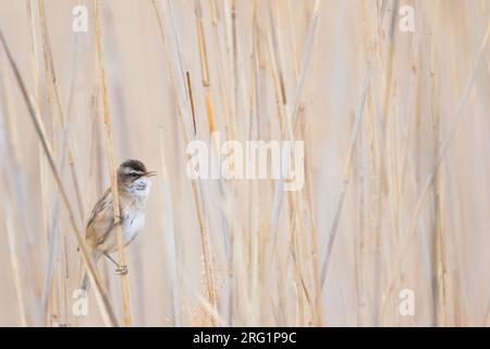 Moustached Warbler (Acrocephalus melanopogon) adult perched in the reed Stock Photo