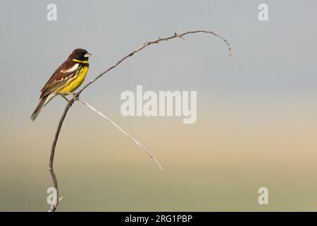 Adult male Yellow-breasted Bunting (Emberiza aureola aureola) in the Baikal in Russia. Stock Photo