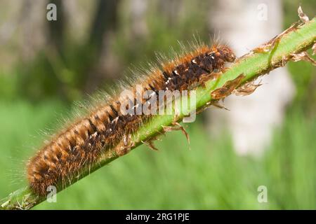 Macrothylacia rubi - Fox Moth - Brombeerspinner, Germany (Schleswig-Holstein), larva Stock Photo