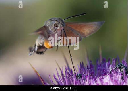 Macroglossum stellatarum - Hummingbird Hawk-Moth - Taubenschwänzchen, Cyprus, imago Stock Photo