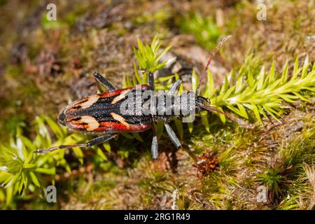 Rhagium bifasciatum - Two-banded Longhorn beetle - Gelbbindige Zangenbock, Germany (Baden-Württemberg), imago Stock Photo