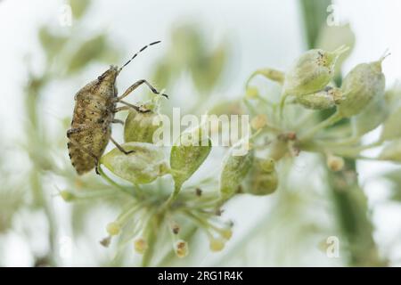 Dolycoris baccarum - Sloe bug - Beerenwanze, Slovenia, imago Stock Photo