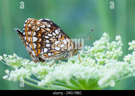 Melitaea diamina - False heath Fritillary - Baldrian-Scheckenfalter, Austria, imago Stock Photo