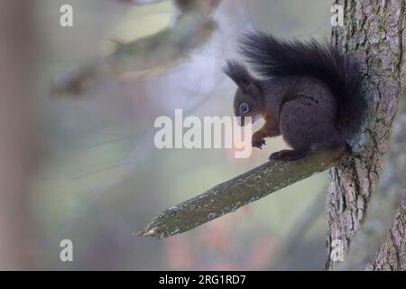 Red Squirrel - Eichhörnchen - Sciurus vulgaris fuscoater, Germany, adult Stock Photo