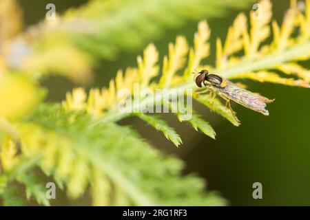Sphaerophoria scripta - Long Hoverfly - Gewöhnliche Langbauchschwebfliege, Austria, imago Stock Photo