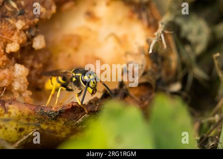 Vespula germanica - European wasp - Deutsche Wespe, Germany (Baden-Württemberg), imago Stock Photo