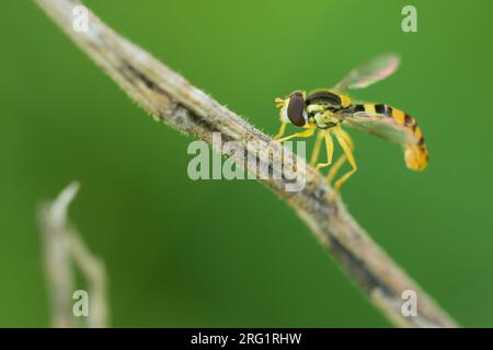 Sphaerophoria scripta - Long Hoverfly - Gewöhnliche Langbauchschwebfliege, Austria, imago Stock Photo
