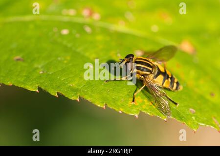 Helophilus pendulus - Sun fly - Gemeine Sumpfschwebfliege, Germany (Baden-Württemberg), imago Stock Photo