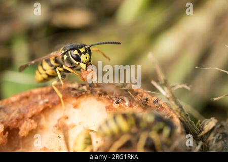 Vespula germanica - European wasp - Deutsche Wespe, Germany (Baden-Württemberg), imago Stock Photo