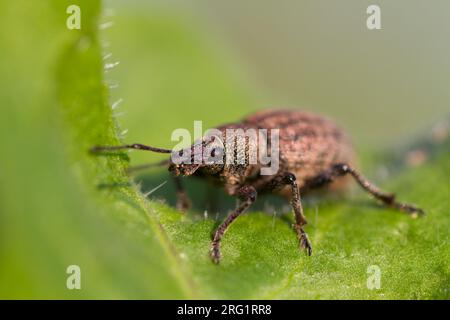 Otiorhynchus ligustici - Alfalfa snout beetle - Kleeluzerne-Rüssler, Germany (Baden-Württemberg), imago Stock Photo