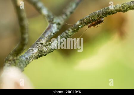 Obrium brunneum - Gemeiner Reisigbock, Germany (Baden-Württemberg), imago Stock Photo
