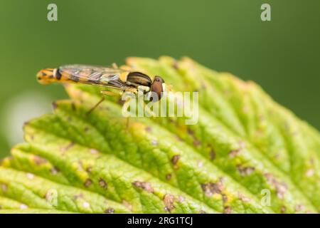 Sphaerophoria scripta - Long Hoverfly - Gewöhnliche Langbauchschwebfliege, Austria, imago Stock Photo