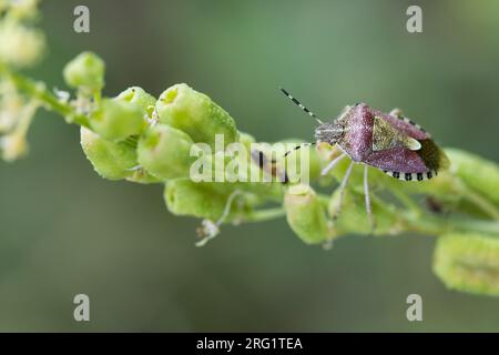 Dolycoris baccarum - Sloe bug - Beerenwanze, Germany, imago Stock Photo