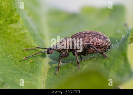 Otiorhynchus ligustici - Alfalfa snout beetle - Kleeluzerne-Rüssler, Germany (Baden-Württemberg), imago Stock Photo