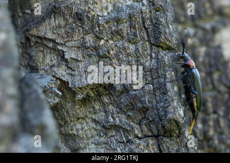 Leptura thoracica, Russia (Baikal), imago, female, oviparous Stock Photo