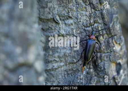 Leptura thoracica, Russia (Baikal), imago, female, oviparous Stock Photo