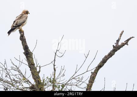 Booted Eagle (Hieraaetus pennatus) in Spain (Andalucia), adult, pale morph Stock Photo