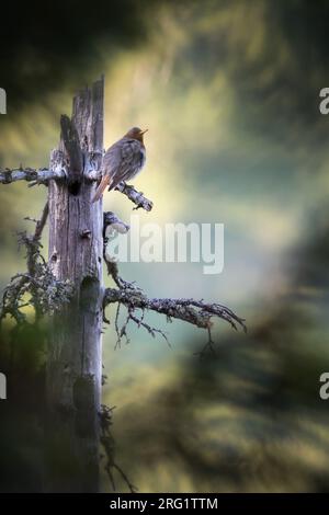 Adult male Red-throated Thrush (Turdus ruficollis) in taiga forest in Russia (Baikal). Perched high in a tree. Stock Photo