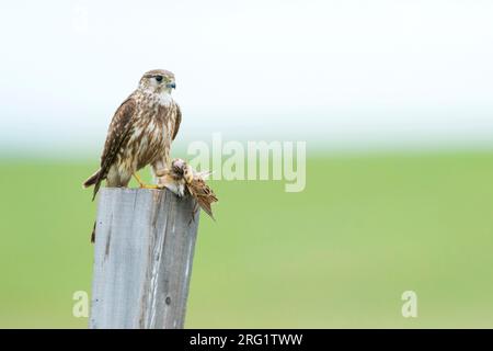 Adult female Merlin (Falco columbarius aesalon) during spring season in breeding area in Russia (Baikal). Plucking a prey. Stock Photo