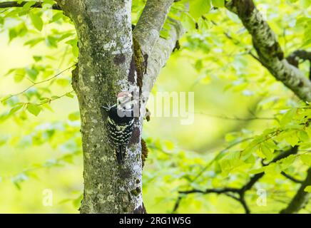 Adult female White-backed Woodpecker (Dendrocopos leucotos leucotos) in mountain forest in Voralberg, Austria. Stock Photo