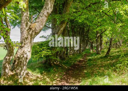 Woodland footpath in summer in Royal Burgh of Dornoch, Sutherland, Highland, Scotland, UK, Britain, Europe Stock Photo